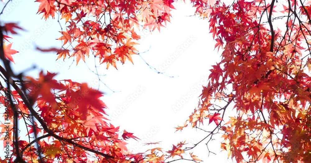 Video of fixed shot of red autumn leaves. Video of fixed shot of red autumn leaves.