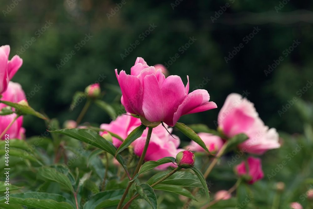 Peony flowers against a blurred background by summer day