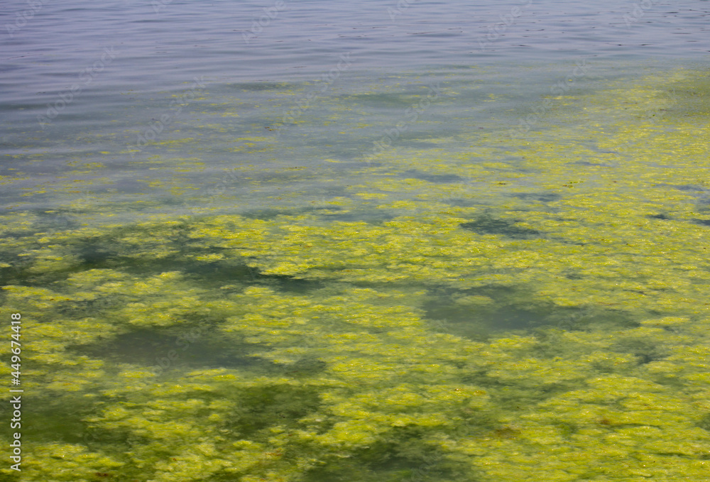 Sea water surface and seaweed