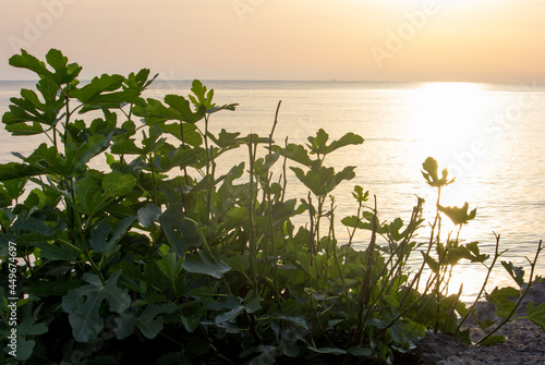 Plants against the sea and sunrise over water