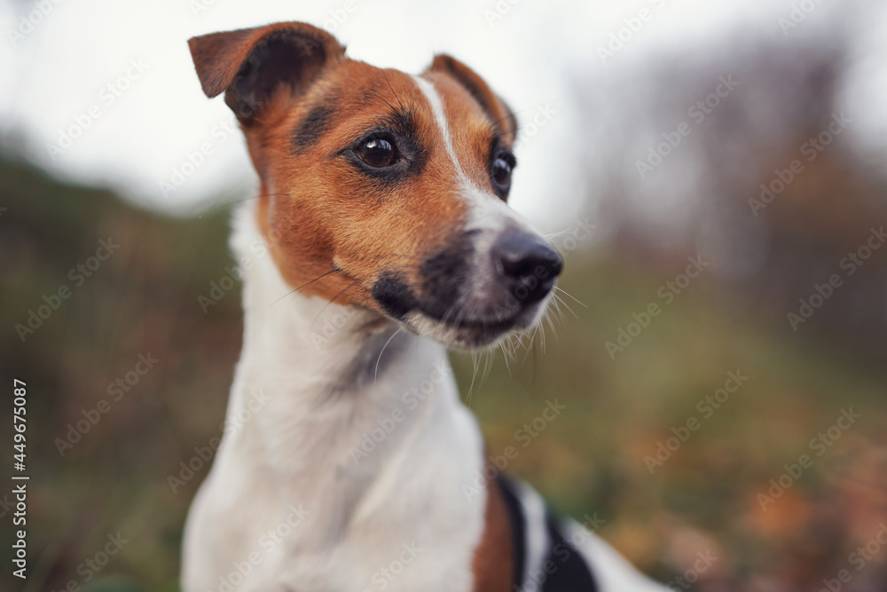Fototapeta premium Small Jack Russell terrier dog detail on head and face, nice blurred bokeh autumn background