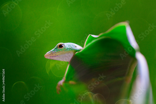 Skink Green Lizard