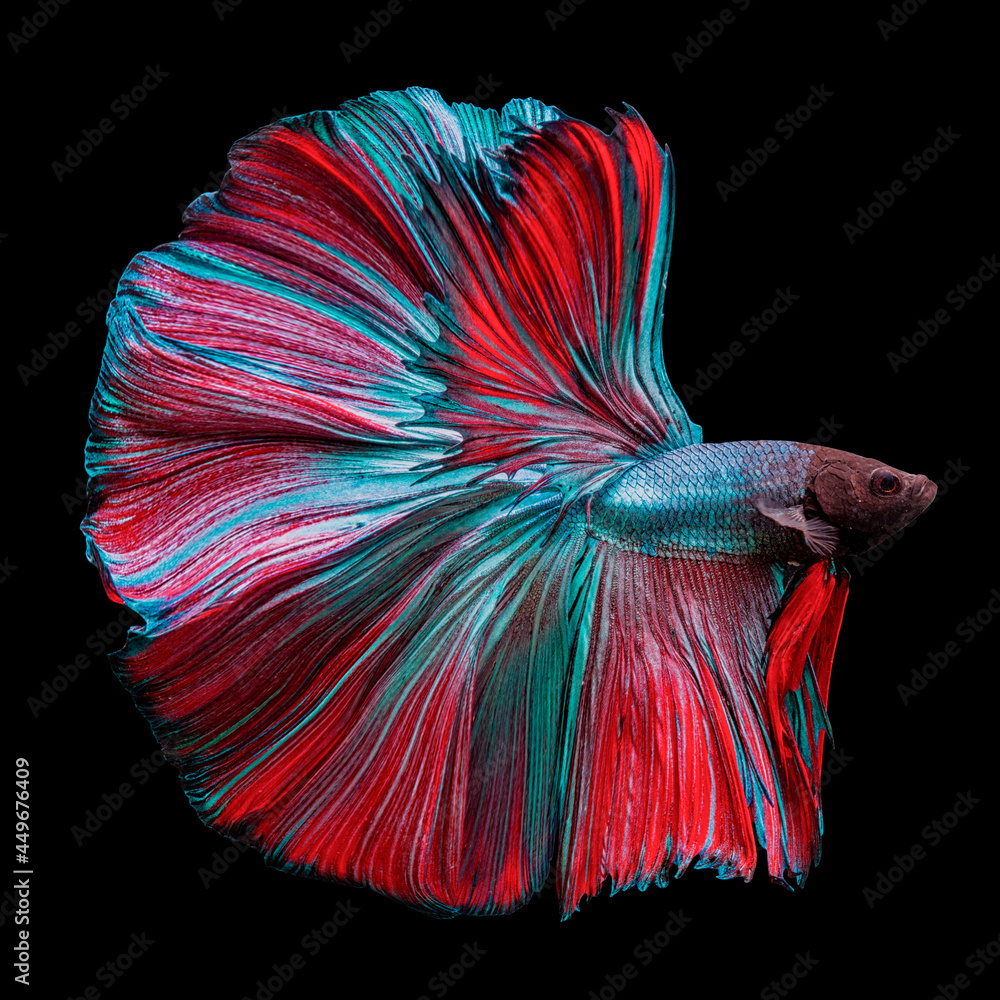 Betta Fish Full Color Betta Fish Full Color