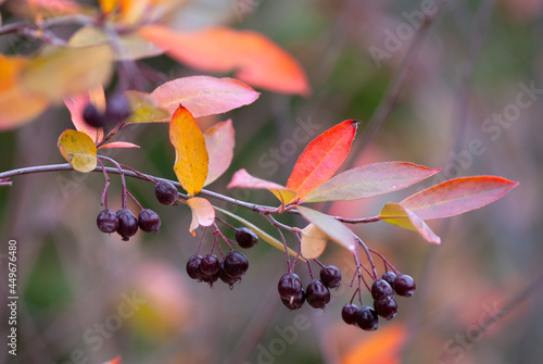 Red chokeberry (Aronia arbutifolia) in autumn with ripening fruits and colorful leaves. photo