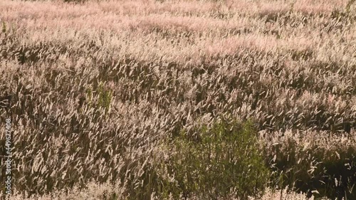 Pink Flower field lit by sunset and moved by the wind. Summer happiness leisure concept. 