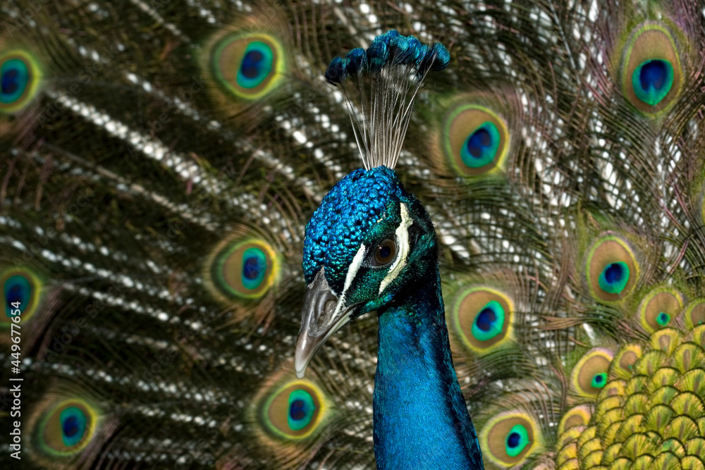 Fototapeta premium Proud peacock displaying feathers during courtship.