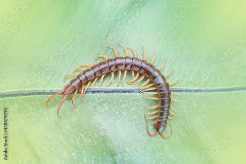 Centipedes are poisonous animals. Able to bite and release poison to enemies, it climbs on the leaves, light fair. © Anan