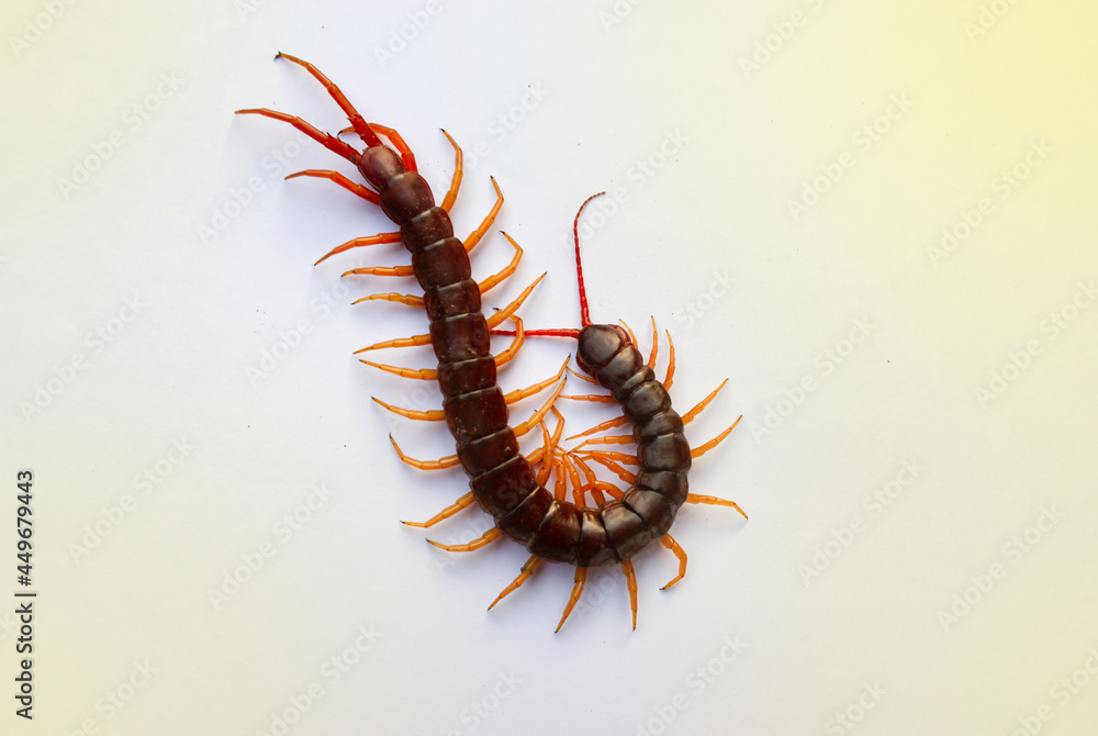 A centipede on a pink background. It is a poisonous animal and has a lot of legs. It's on white background. A centipede on a pink background. It is a poisonous animal and has a lot of legs. It's on white background.