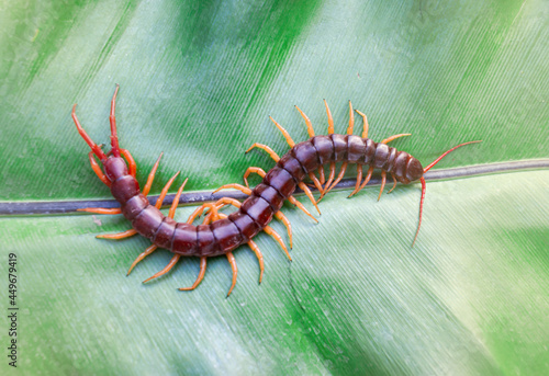 Centipedes are poisonous animals. Able to bite and release poison to enemies, it climbs on the leaves, light fair.