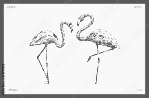 High detail drawn vector flamingo realistic sketch