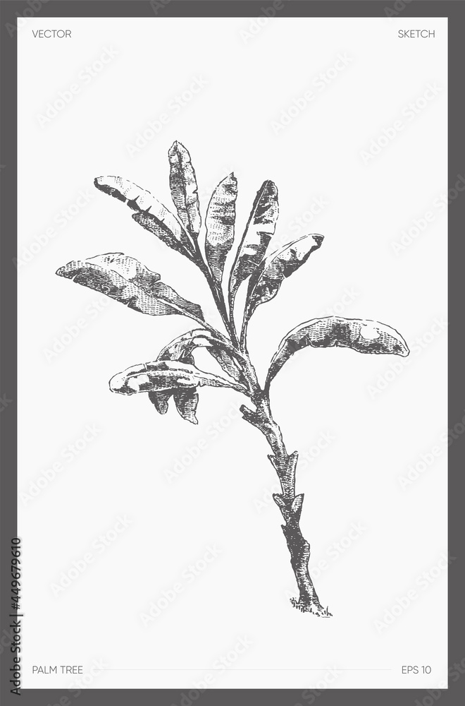 This Realistic Palm Tree Sketch Will Make You See Nature Like Never Before