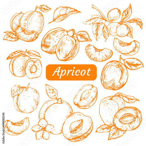 Hand drawn apricot on white background. Isolated vector set of apricot, leaves and apricot branches. Outlines of apricot in sketch and vintage style. photo