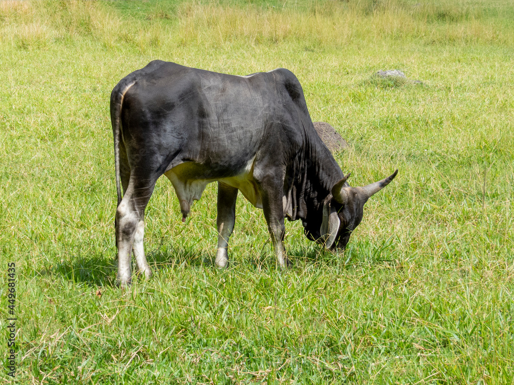 Guzerat cattle grazing on the lawn Guzerat cattle grazing on the lawn
