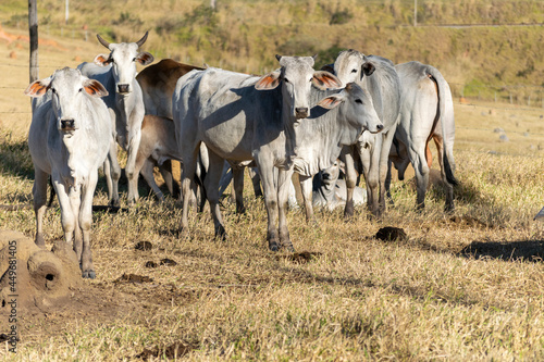 Nelore herd on the farm pasture
