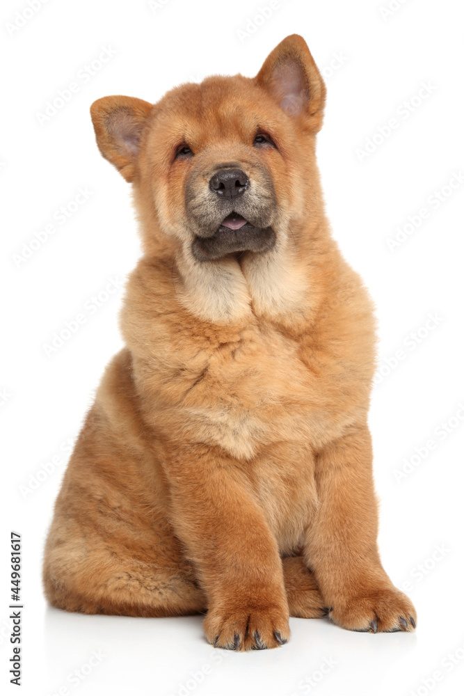 Chow Chow puppy sits on a white background