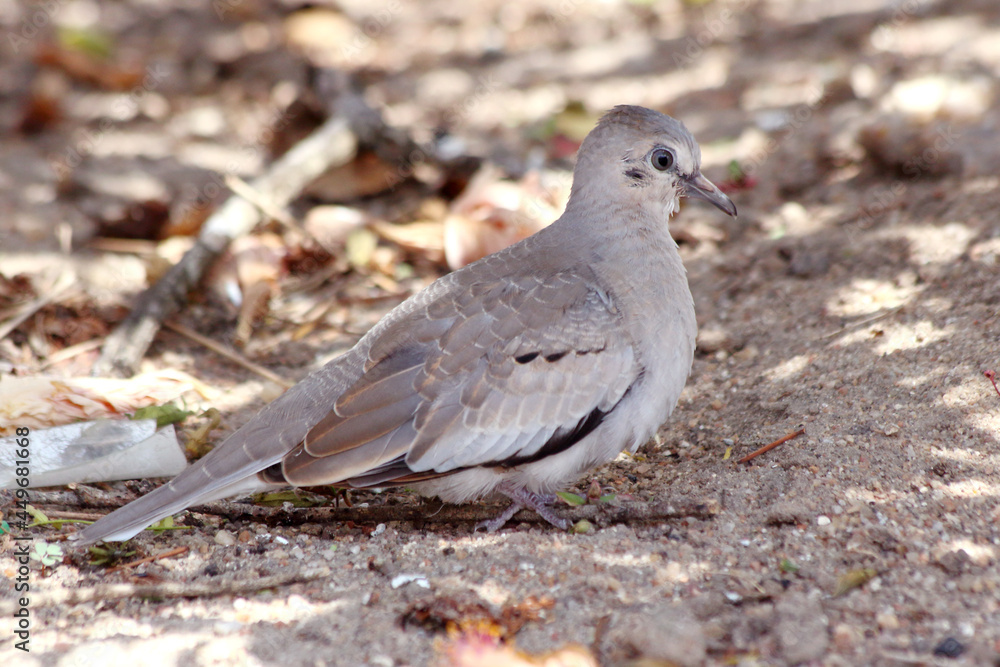 Obraz premium Picui Ground-Dove (Columbina picui) perched on ground