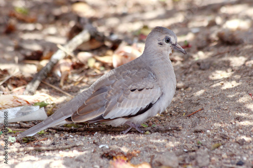 Picui Ground-Dove (Columbina picui) perched on ground