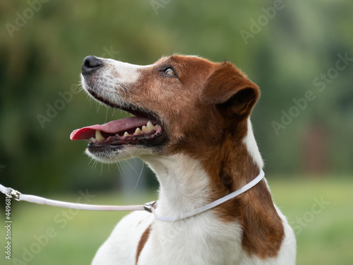 Beautiful male terrier dog outdoors in park © PaulShlykov