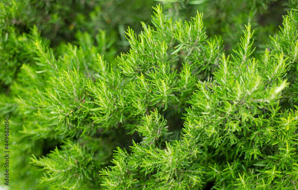 Rosemary. Green natural backgrounds. Rosemary bushes. View from above. Rosemary. Green natural backgrounds. Rosemary bushes. View from above.