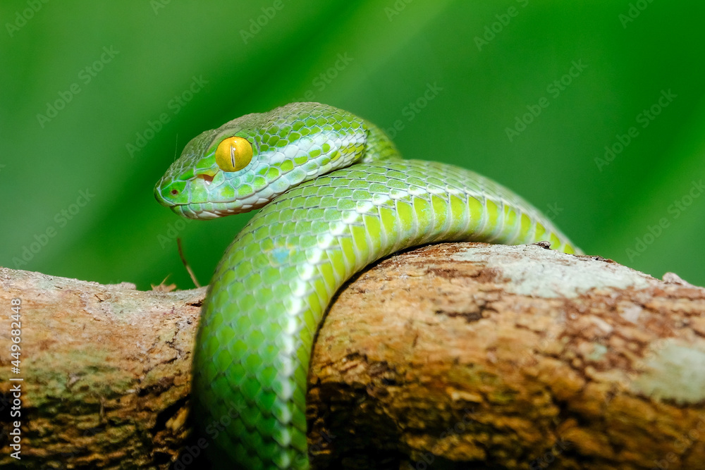 green snake tree python green snake tree python