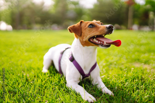 Jack Russell Terrier dog playing with a toy in park on grass meadow. Domestic dog concept.