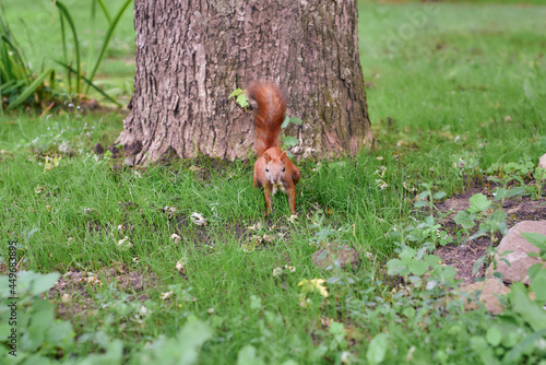 red squirrel tree glade rodent