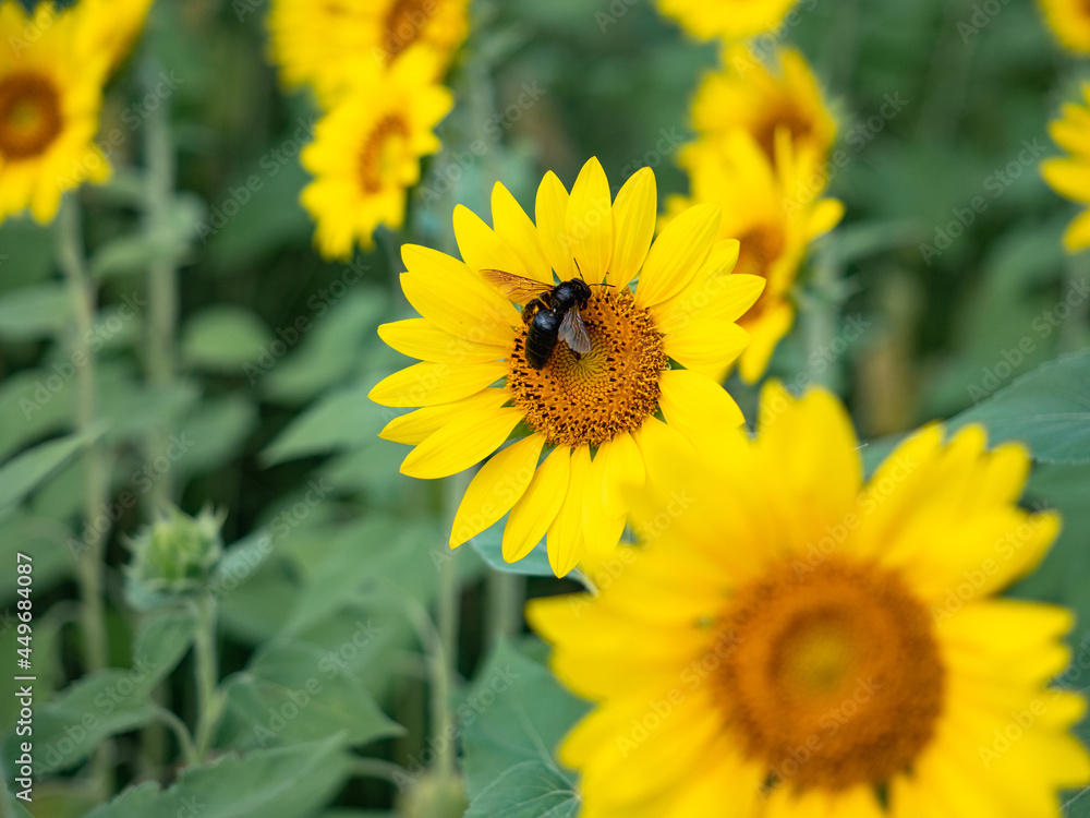満開の向日葵と花粉を集める昆虫