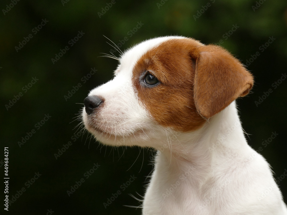 Beautiful male terrier puppy outdoors in park