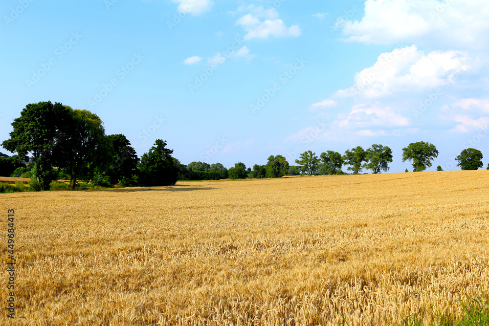 wheat field on a sunny day