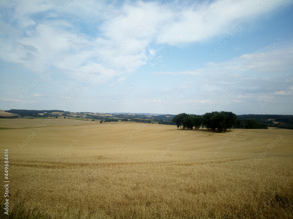 wheat field on a summer day