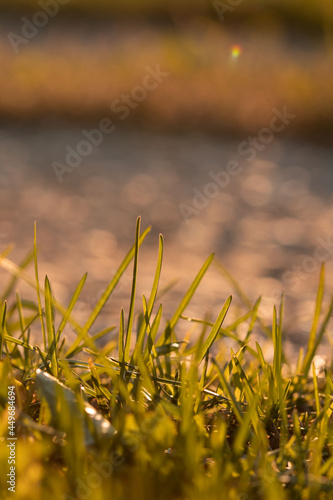 grass in the morning