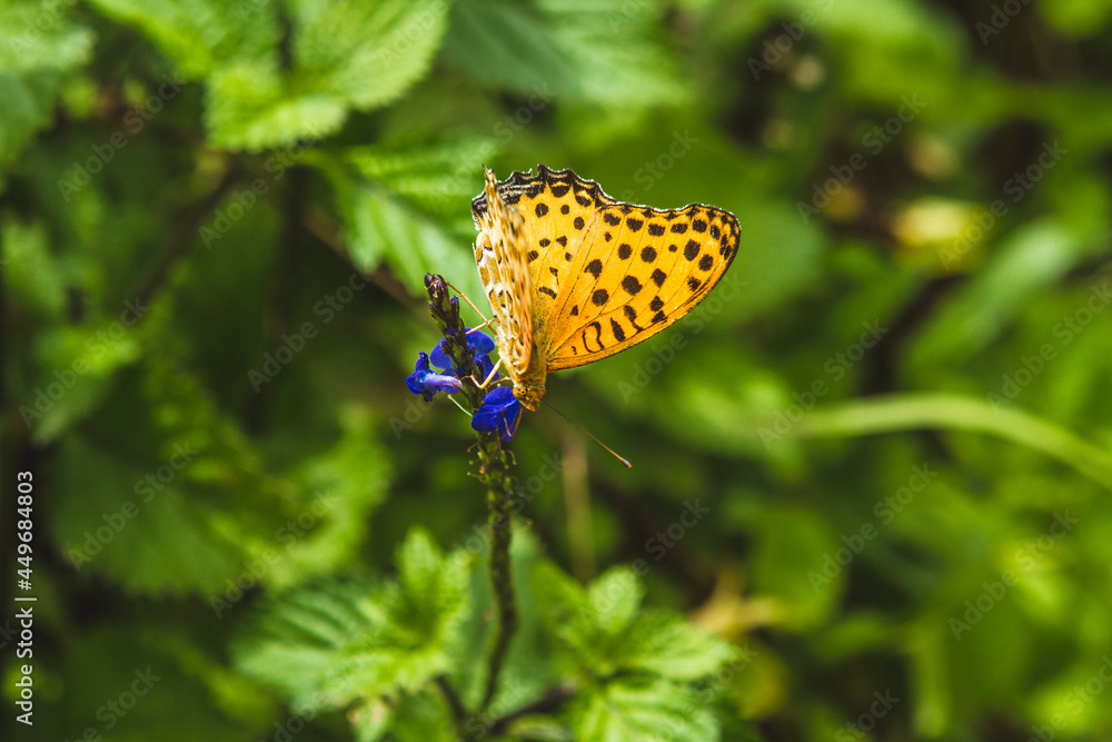 Obraz premium Butterfly