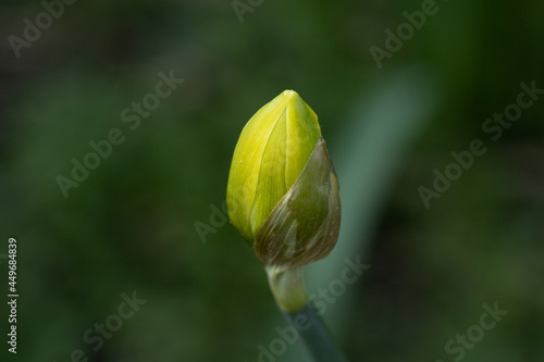 yellow tulip flower