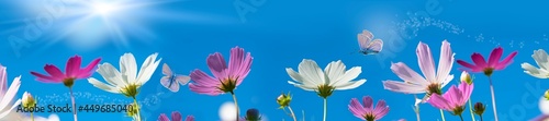 Garden flowers are pink cosmea,cosmos flowers with white clouds.Beautiful natural background of panoramic view. Landscape wide format, copy space.