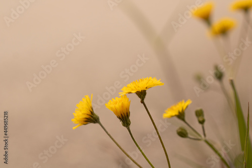 yellow flower