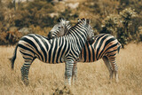 Zebra in Mjejane.