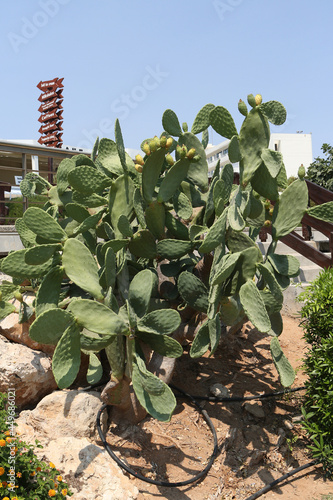 Opuntia, commonly called prickly pear, is genus of flowering plants in cactus family Cactaceae. Also known as tuna (fruit), sabra, nopal, nostle or paddle cactus. Indian fig opuntia in Cyprus garden photo