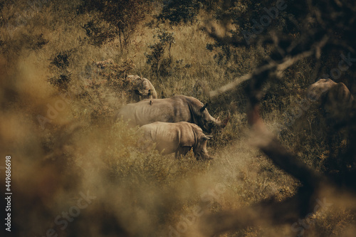 White Rhino, Kruger National Park.