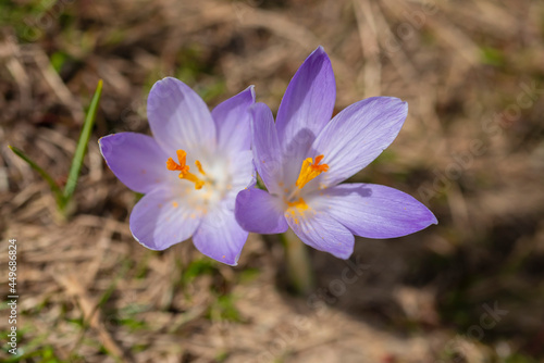 Crocchio di montagna