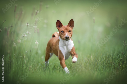 Funny female red-haired basenji running in the middle of a field with rare dry flowers against a background of a bright summer landscape photo