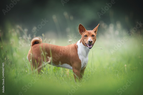 A cute female red Basenji with pinned ears standing in the middle of a field with rare dried flowers against a background of a bright summer landscape