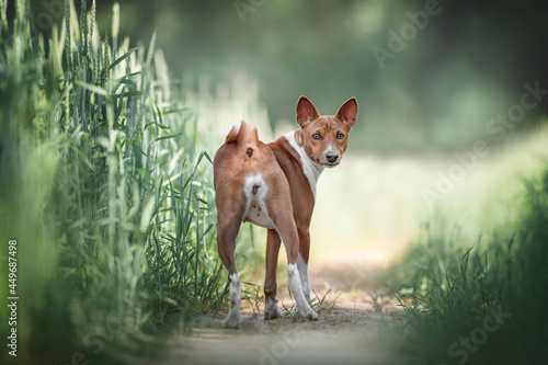 A funny female red Basenji standing with her booty turned to the camera on a path among a field of ripening wheat on a bright sunny day against the background of a summer landscape