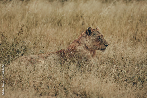Lioness, Kruger National Park.