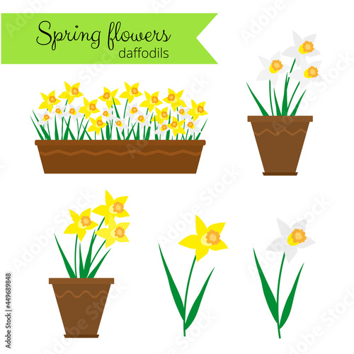 White narcissus and yellow daffodils set.