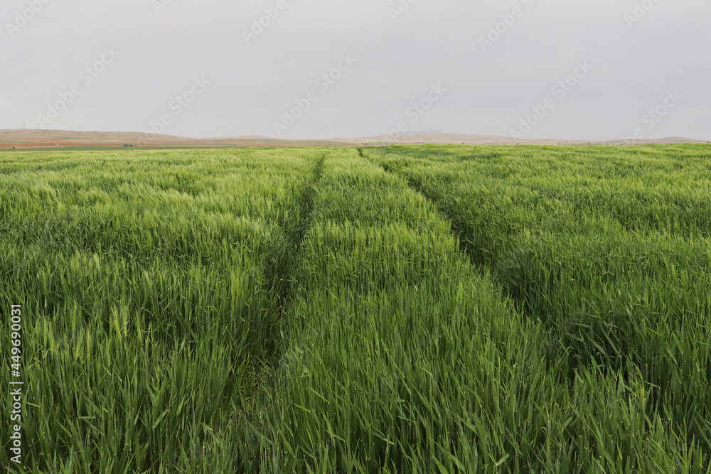 Green wheat field, cereal plants