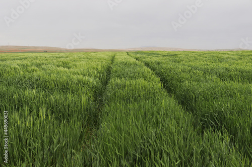 Green wheat field  cereal plants