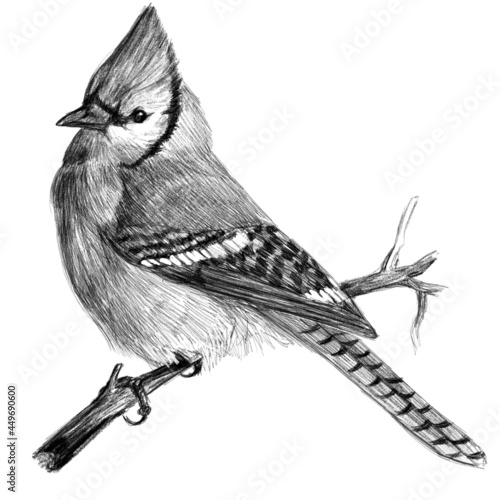 blue jay, realistic pencil hatched drawing, hand-drawn black-and-white illustration, isolated on a white background,