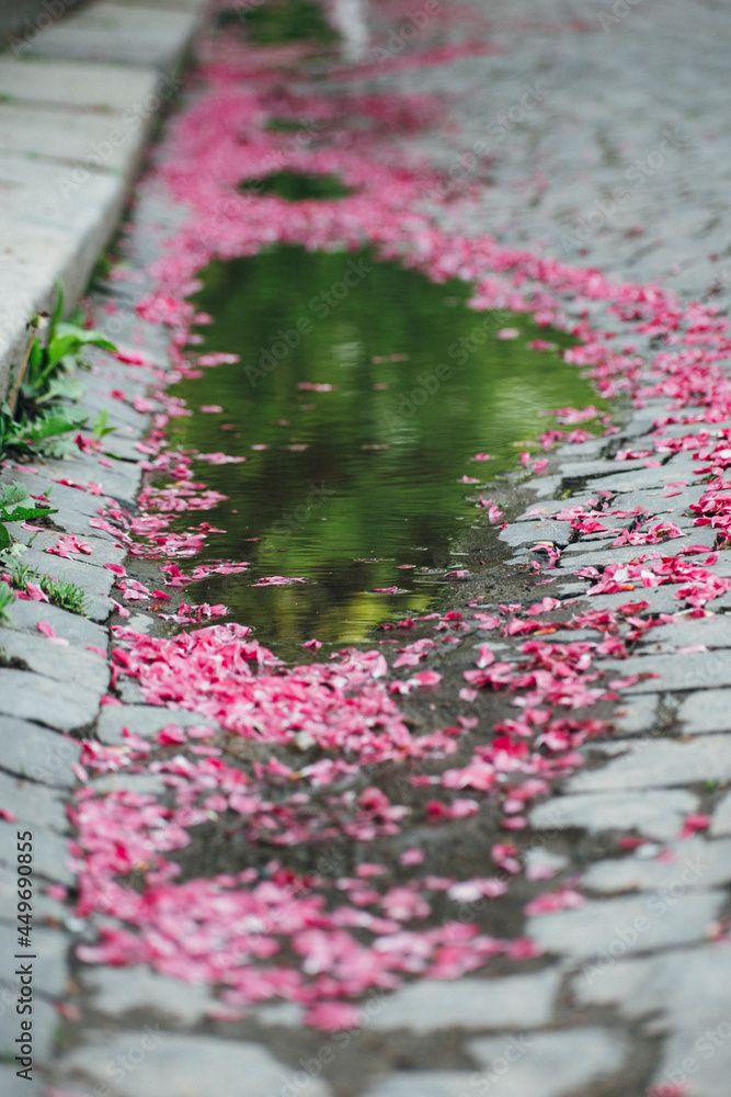 Obraz premium sakura leaves fell into a puddle