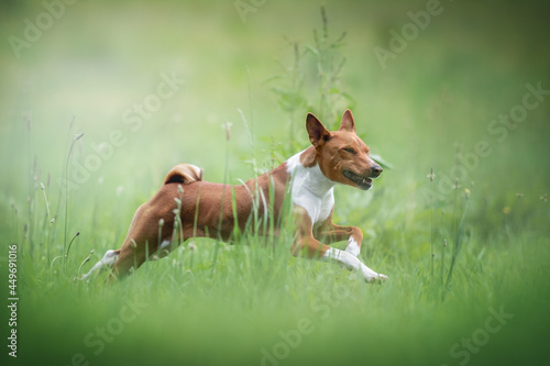 Funny female red-haired basenji running in the middle of a field with rare dry flowers against a background of a bright summer landscape