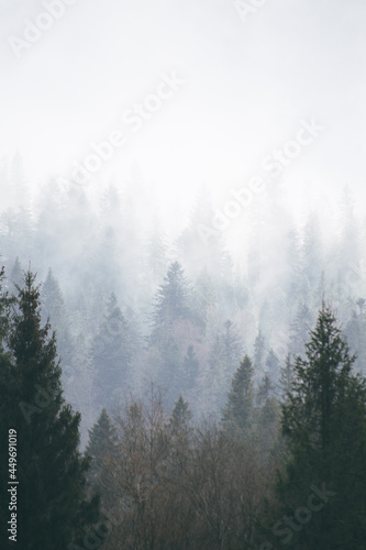 Fototapeta Naklejka Na Ścianę i Meble -  coniferous forest in the fog